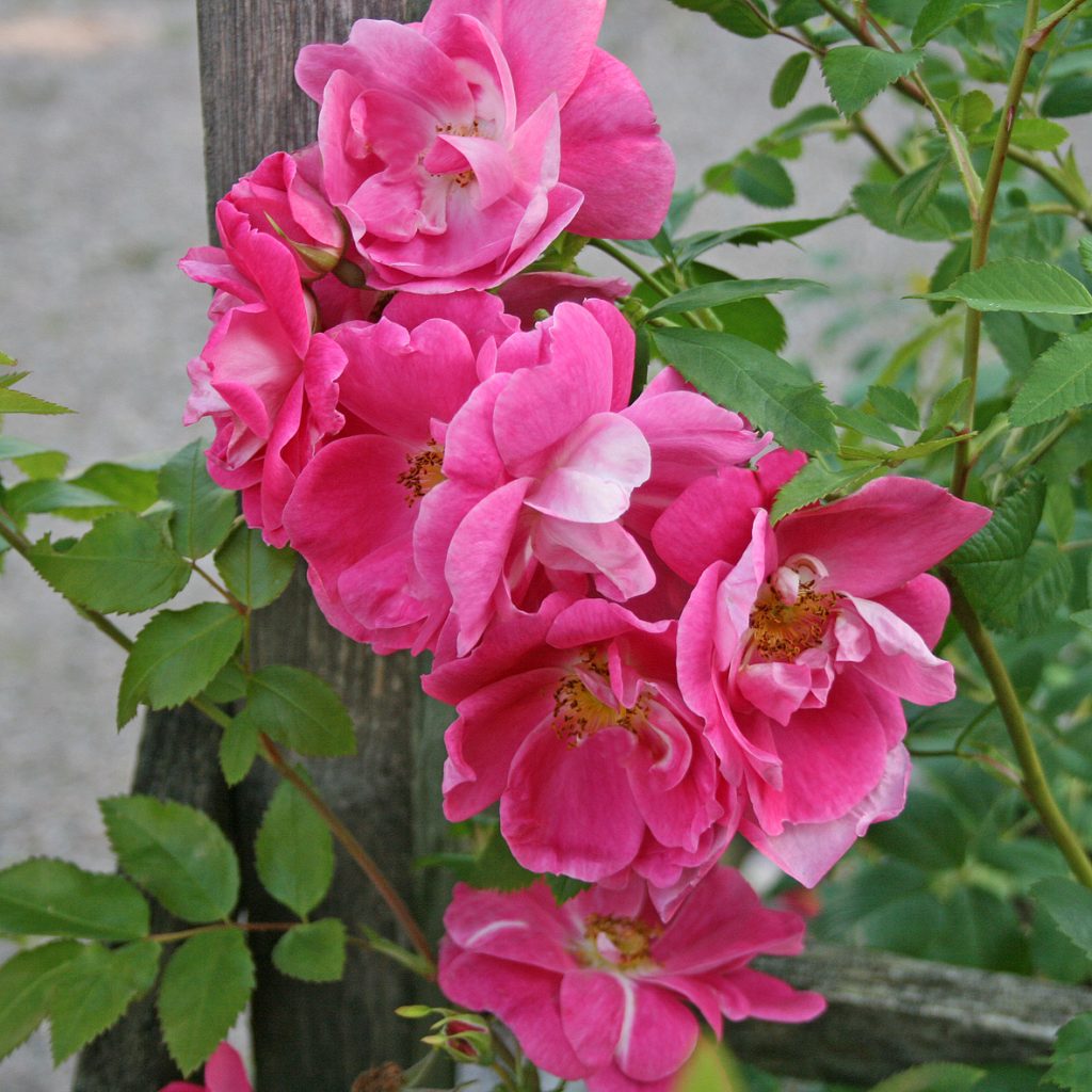 'William Baffin'