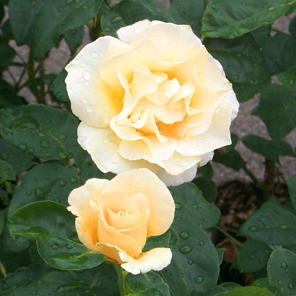 'Yellow Queen Elizabeth'
