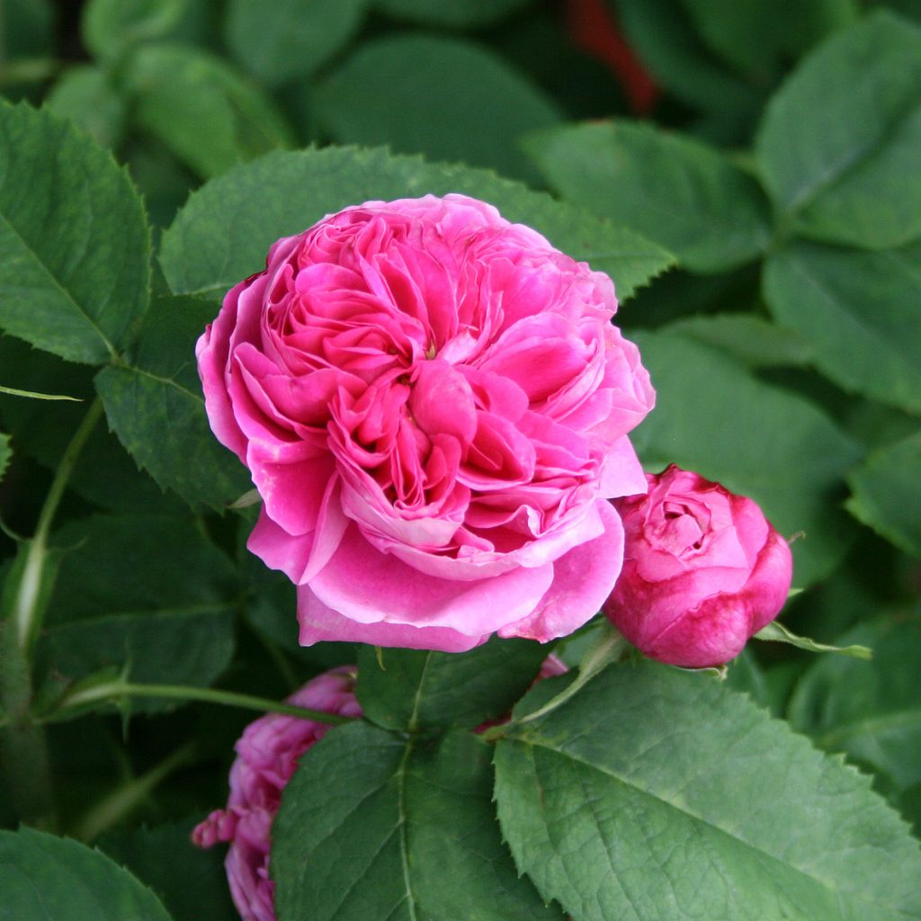 'Yolande d´Aragon'
