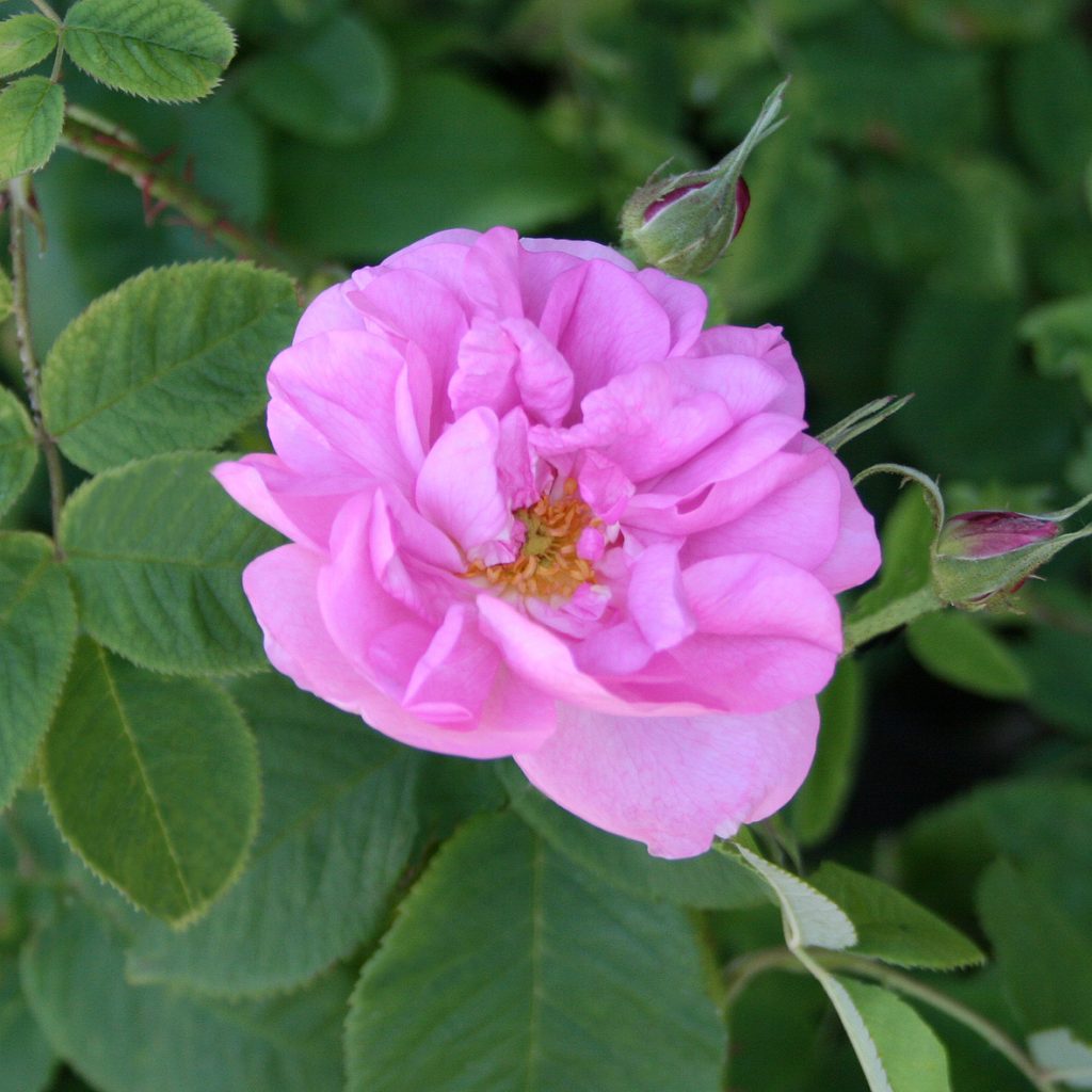 'York and Lancaster'
